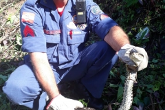 Cobra jararacuçu capturada pelo Corpo de Bombeiros (Foto:Divulgação)