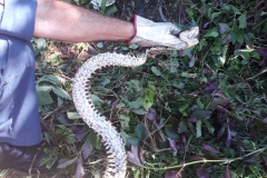 Cobra jararacuçu capturada pelo Corpo de Bombeiros (Foto:Divulgação)