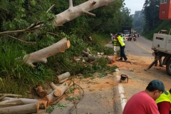 Corpo de Bombeiros realizou corte de árvore na rodovia Ivo Silveira (Foto: Divulgação)