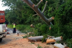 Corpo de Bombeiros realizou corte de árvore na rodovia Ivo Silveira (Foto: Divulgação)