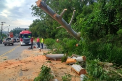 Corpo de Bombeiros realizou corte de árvore na rodovia Ivo Silveira (Foto: Divulgação)