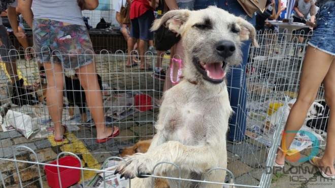 Cão em feirinha da Acapra