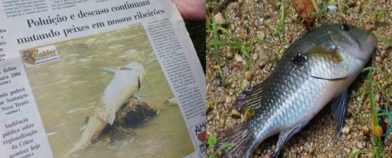 Ribeirões: históricos de denúncias, peixes mortos e indignação