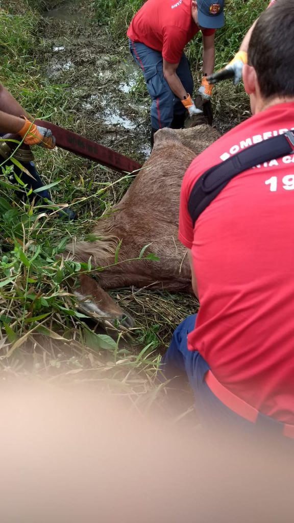 Uma égua foi resgatada com auxílio do Corpo de Bombeiros, após ser encontrada debilitada em um córrego (Foto: Corpo de Bombeiros)