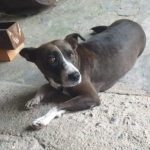Cachorrodesaparecido