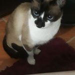gataabandonada