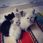 Gatosdoacao