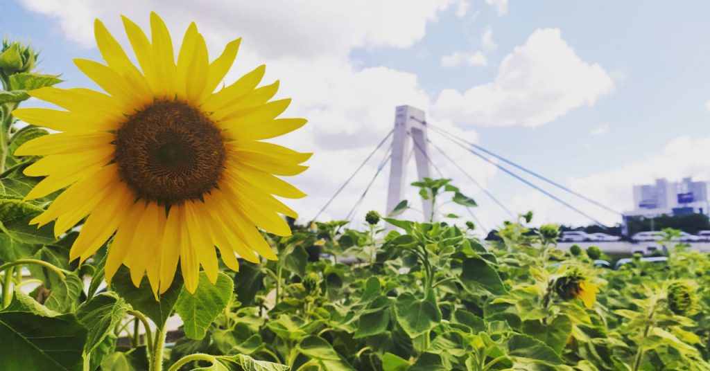 Girassóis embelezam a natureza dos raios solares, um lembrete do brilho da vida.