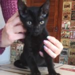gato_abandonado