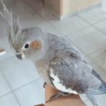 calopsitafugiu