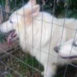 cachorroencontrado