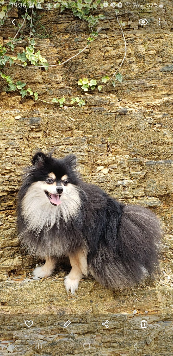 luluperdida