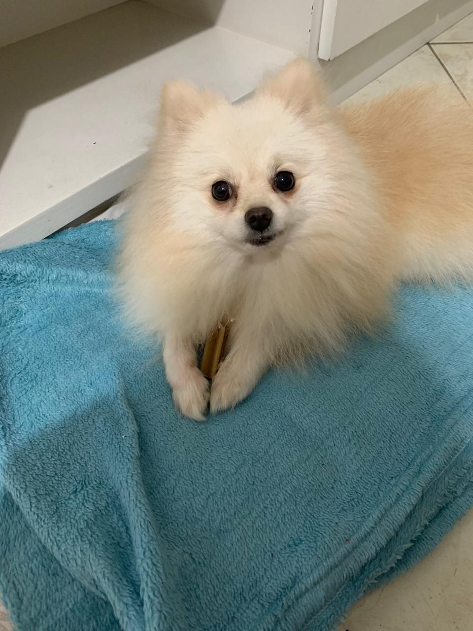 Plantão segurança pública