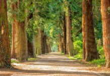 Conversando com Você de 17 de fevereiro de 2026.