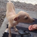 encontrado