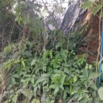 Morador expressa preocupação com situação de via, com desmoronamento de terra e árvore sobre a calçada