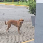 Resgate Tamanduá Volta Grande