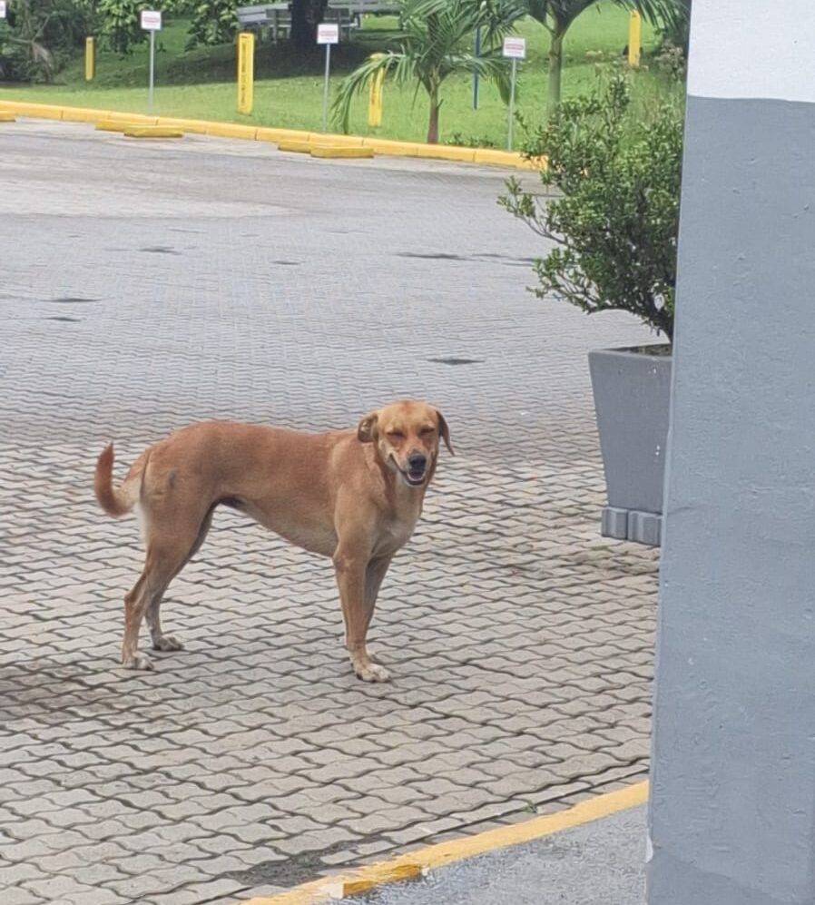 Plantão segurança pública