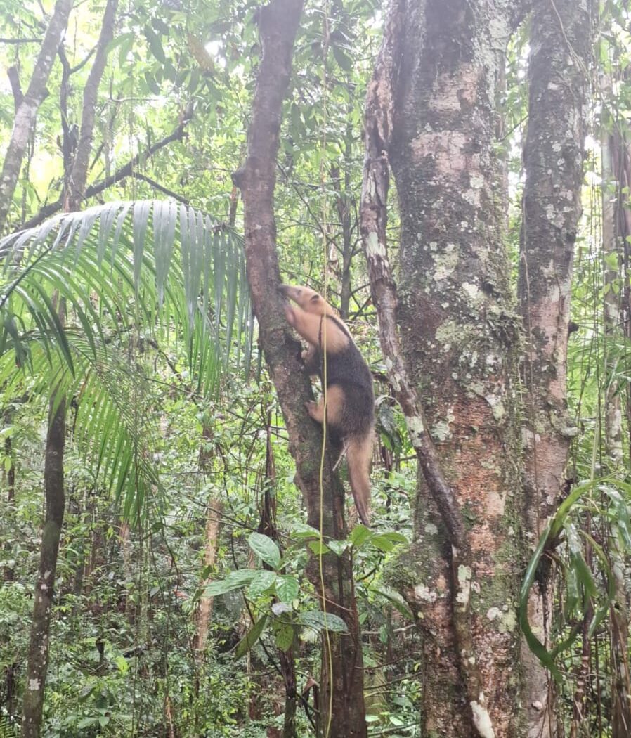 Plantão segurança pública