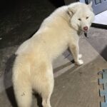 procura-se husky siberiano branco