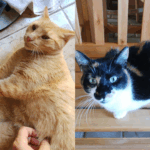 Dorinha e Kiki estão desaparecidas gatas