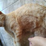 Dorinha gata desaparecida