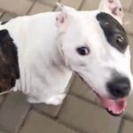 Animais para adoção Bem-Estar Animal de Brusque