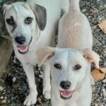 Animais para adoção Bem-Estar Animal de Brusque