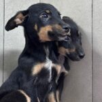 Animais para adoção Bem-Estar Animal de Brusque