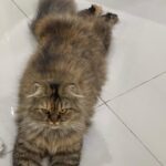 gata Mel desaparecida
