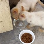 gatos abandonados águas claras