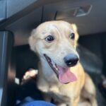 Cães para adoção ONG Vidaa