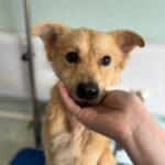 Cães para adoção ONG Vidaa