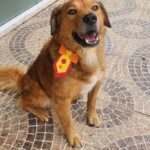 Cães para adoção ONG Vidaa