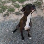 Cães para adoção ONG Vidaa