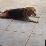 Beagle procurada