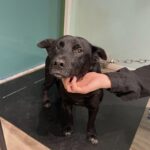 Cães para adoção ONG Vidaa