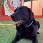 Sargento de Souza e Zaara