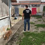Polícia Civil interdita clínica veterinária em Brusque