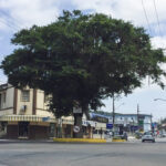 Rótula da Figueira