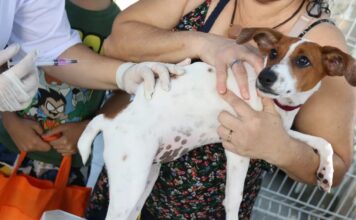 Senado aprova Estatuto dos Cães e Gatos