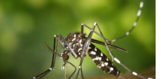 Dengue: Brusque tem quatro casos confirmados no momento e outros 10 em investigação