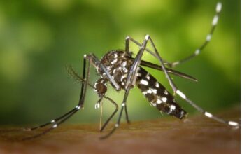 Dengue: Brusque tem quatro casos confirmados no momento e outros 10 em investigação