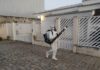 Bairro Steffen recebe nova etapa de pulverização contra o mosquito da dengue em Brusque