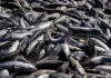 Safra da tainha começa em Santa Catarina com novas regras e aumento nas cotas de pesca