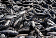 Safra da tainha começa em Santa Catarina com novas regras e aumento nas cotas de pesca