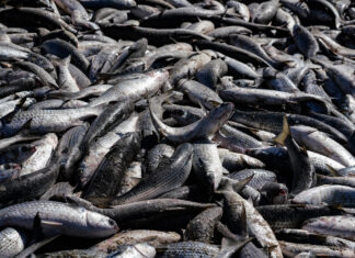 Safra da tainha começa em Santa Catarina com novas regras e aumento nas cotas de pesca
