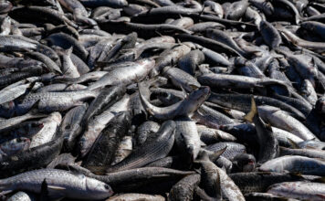 Safra da tainha começa em Santa Catarina com novas regras e aumento nas cotas de pesca