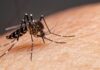 Brusque registra quatro novos casos de dengue na última semana