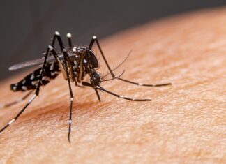 Brusque registra quatro novos casos de dengue na última semana